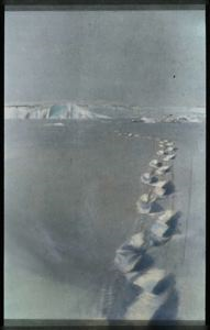 Image: Polar Bear Tracks